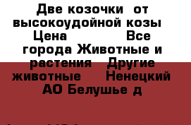 Две козочки  от высокоудойной козы › Цена ­ 20 000 - Все города Животные и растения » Другие животные   . Ненецкий АО,Белушье д.